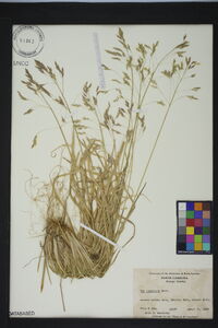 Poa cuspidata image