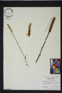 Spiranthes cernua image