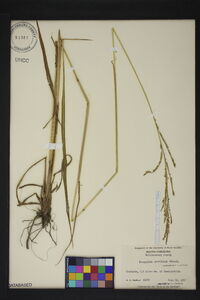 Paspalum urvillei image