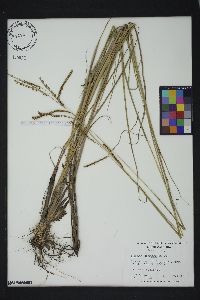 Paspalum plicatulum image