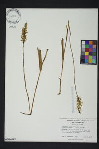 Platanthera nivea image