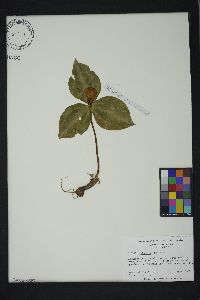 Trillium discolor image