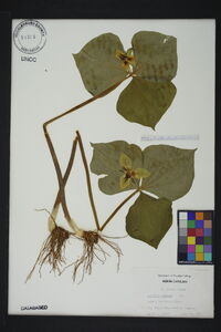 Trillium cernuum image