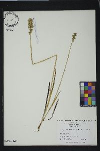 Triantha glutinosa image