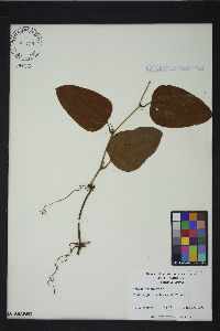 Smilax walteri image