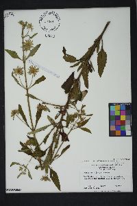 Hyptis alata var. alata image