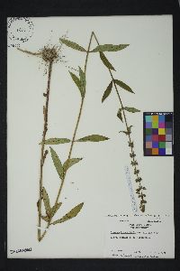 Stachys aspera image