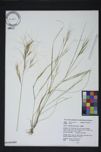 Aristida tuberculosa image