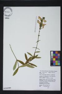 Physostegia virginiana image