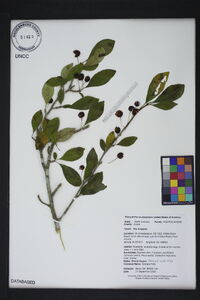 Ilex longipes image