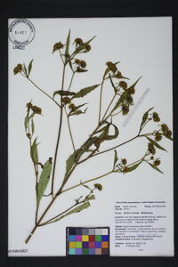 Bidens connata image