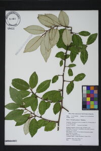 Elaeagnus pungens image