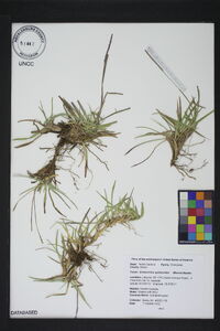 Eremochloa ophiuroides image