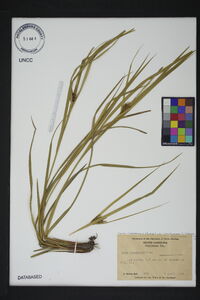 Carex intumescens var. intumescens image