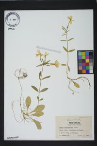 Phlox stolonifera image