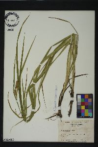 Carex typhina image