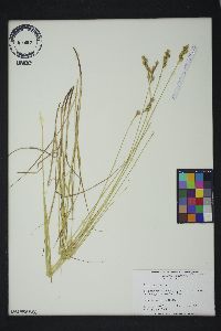 Carex tenera image