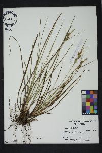 Carex tenax image