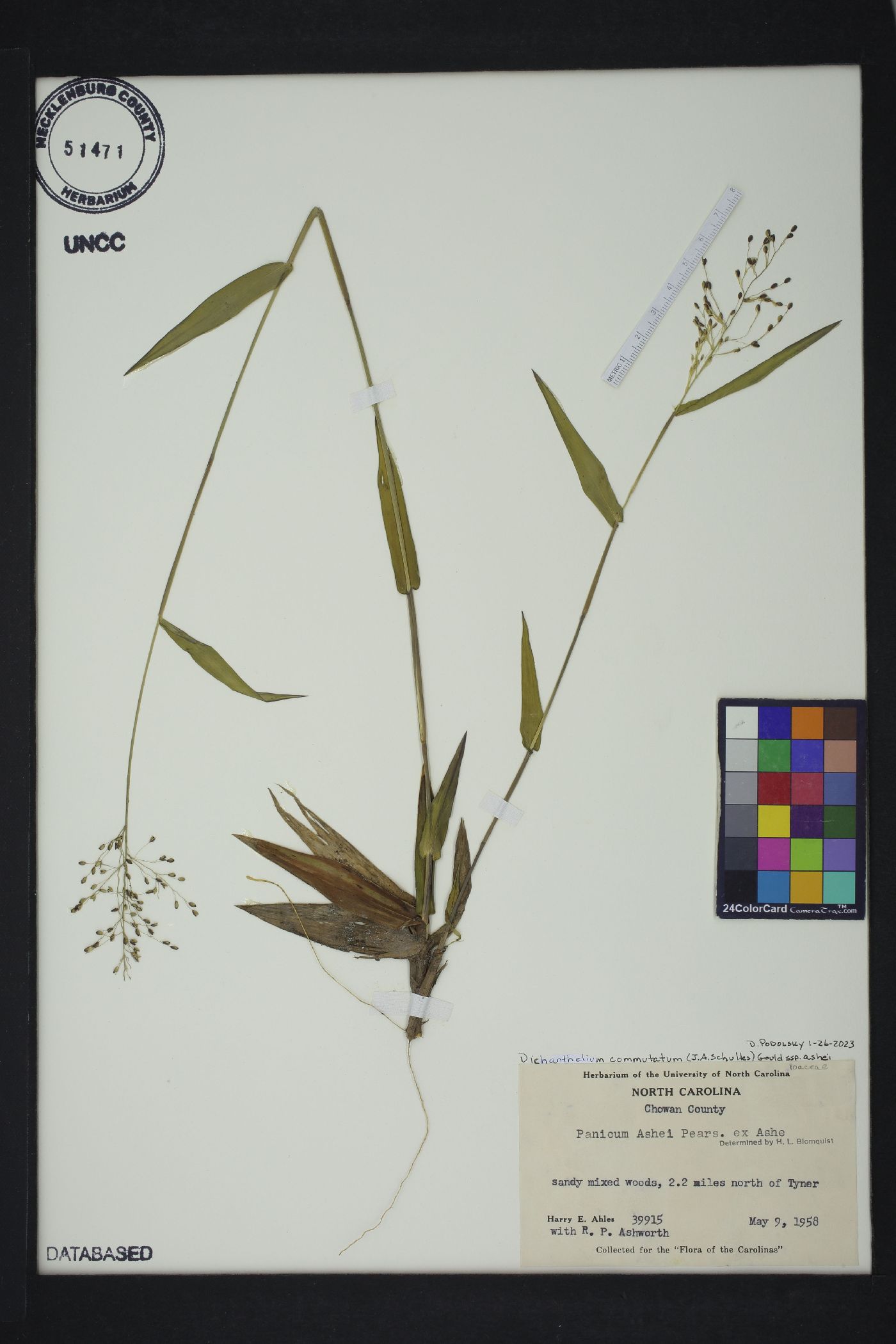 Dichanthelium commutatum subsp. ashei image