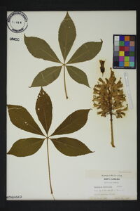 Aesculus sylvatica image