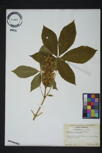 Aesculus sylvatica image