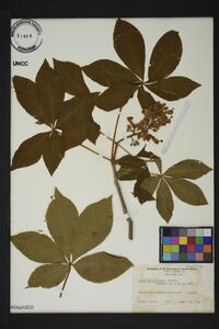 Aesculus sylvatica image