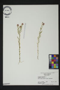 Polygala sanguinea image