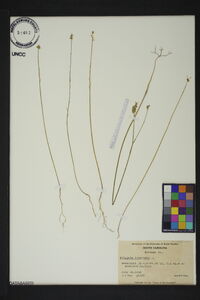 Polygala incarnata image