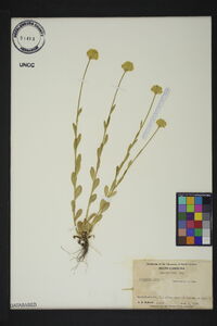 Polygala lutea image