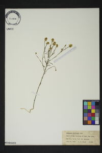 Polygala curtissii image