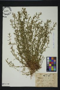 Polypremum procumbens image