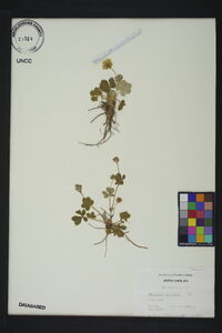 Potentilla canadensis image