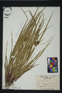 Carex intumescens var. intumescens image