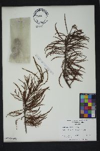 Taxodium ascendens image