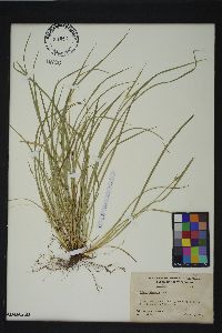 Carex jamesii image