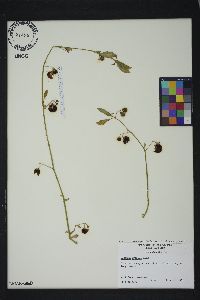 Solanum pseudogracile image