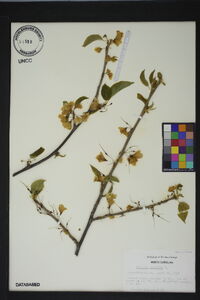 Halesia carolina image