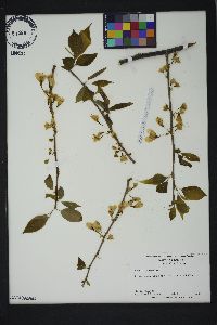 Halesia carolina image