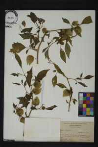 Physalis angulata image