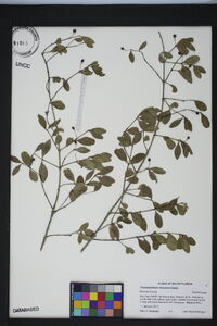 Crossopetalum rhacoma image