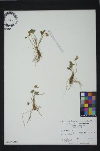 Viola palmata var. palmata image