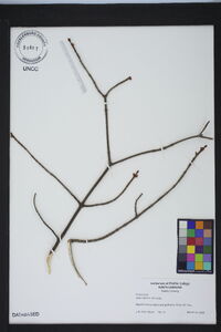 Acer rubrum var. rubrum image