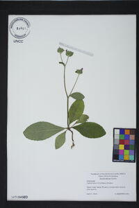 Elephantopus tomentosus image