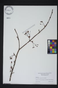 Acer rubrum var. rubrum image