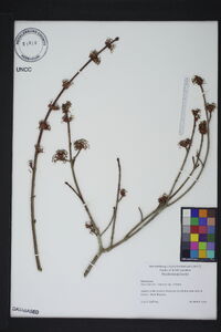 Acer rubrum var. rubrum image