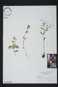 Stellaria pubera image