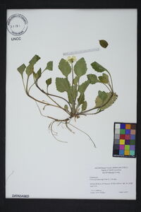 Chrysogonum repens image