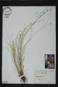 Carex leptalea var. harperi image