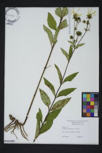 Helianthus divaricatus image