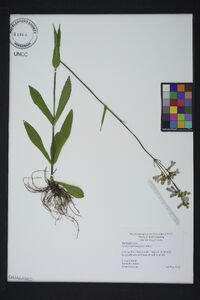 Penstemon laevigatus image